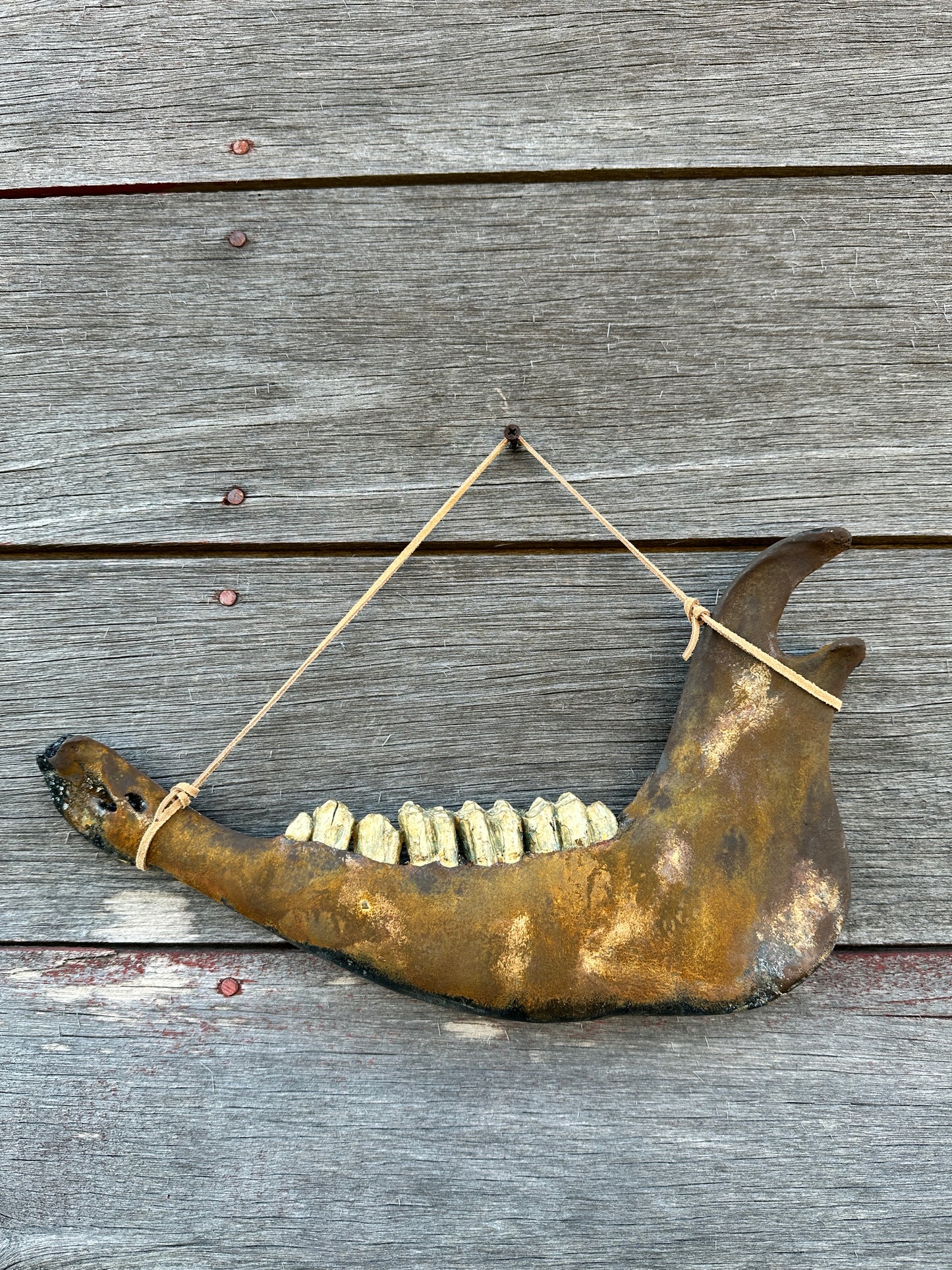 Texas Longhorn rust metallic jaw bone