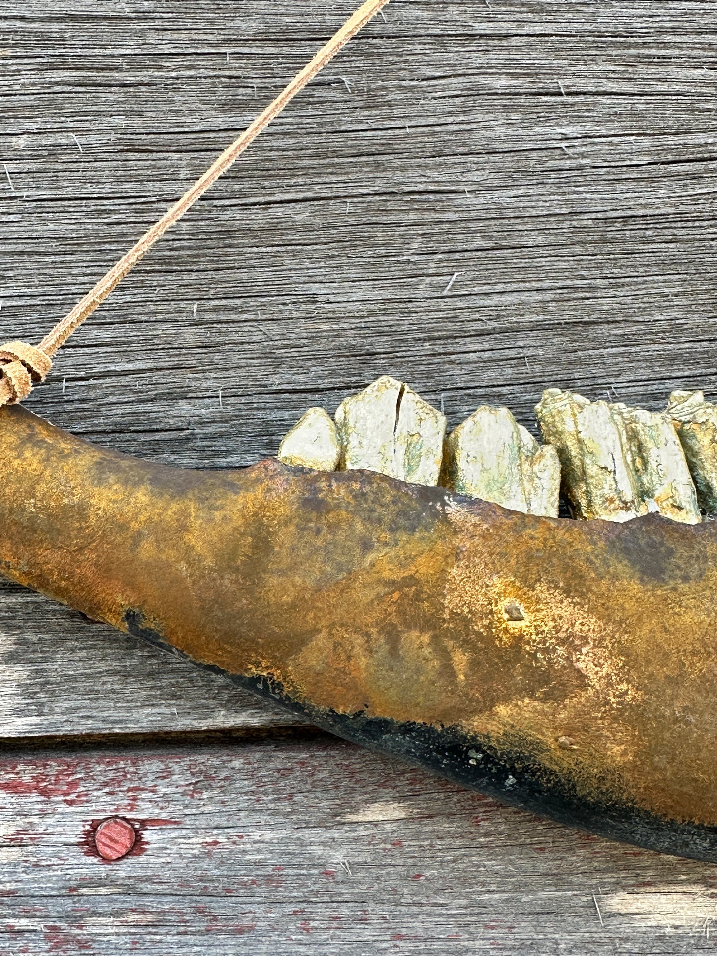 Texas Longhorn rust metallic jaw bone